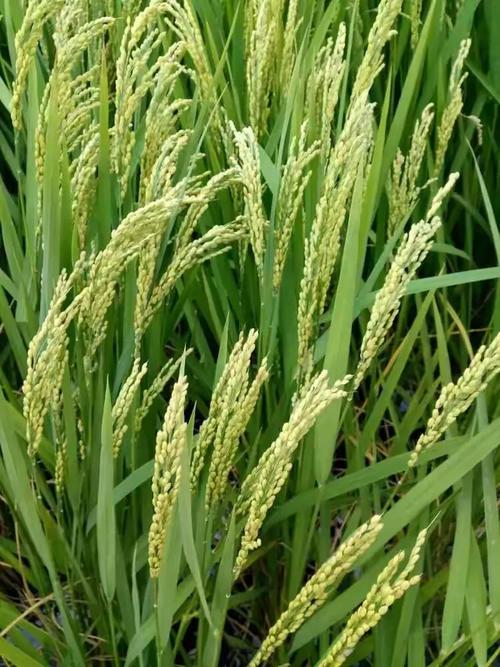 沈阳德泰生物科技简介